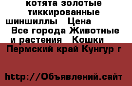 котята золотые тиккированные шиншиллы › Цена ­ 8 000 - Все города Животные и растения » Кошки   . Пермский край,Кунгур г.